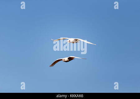 2 Little Corella Cacatua (Cacatua pastinator) in volo , Pilbara, Australia occidentale Foto Stock