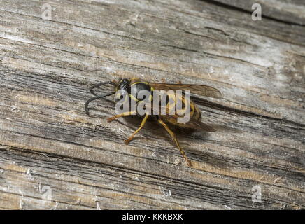 Il tedesco Wasp, Vespula germanica la raccolta di legno su un palo da recinzione. Foto Stock