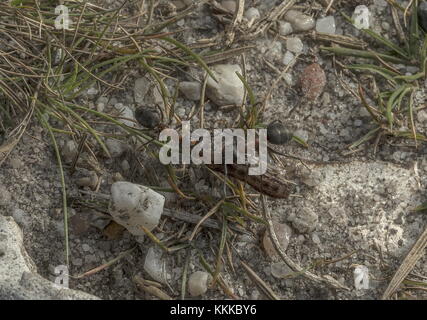 Legno meridionale formiche, formica rufa, tirando caterpillar per il nido, sulla brughiera. Il Dorset.