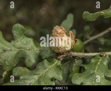 Carciofo Gall, sulla quercia, causata da carciofo Gall Wasp, Andricus foecundatrix. Foto Stock