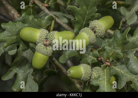 Mature Ghiande di quercia Farnia, Quercus robur in tarda estate. Foto Stock