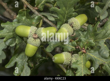 Mature Ghiande di quercia Farnia, Quercus robur in tarda estate. Foto Stock