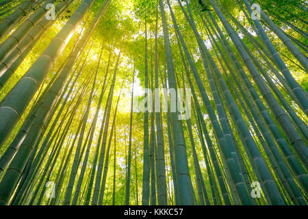 Foresta di bamboo sfondo Foto Stock