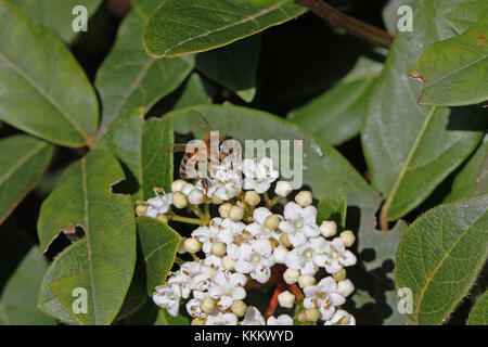 Il miele delle api su viburnum flower caprifoliaceae apis mellifera mostrante il polline bianco sac Foto Stock