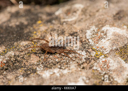 Wolf spider, Hogna radiata, su di una roccia, Gombren, Ripolles, la Catalogna Foto Stock