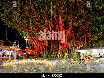 Luminarie di Natale su un vecchio albero di fico e aborigena arte mosaico in scudi Street, Cairns, estremo Nord Queensland, FNQ, QLD, Australia Foto Stock