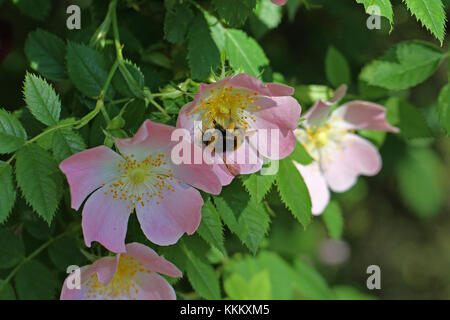 Bumble Bee o bombus su un cane selvatico rosa o rosa canina in primavera in Italia Foto Stock