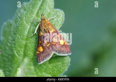 Comune di viola e oro. pyrausta purpuralis Foto Stock