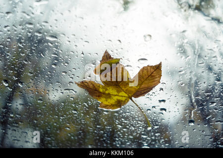 Parabrezza con gocce di pioggia e foglie di autunno Foto Stock