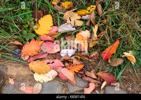 Assortimento di foglie di autunno in erba Foto Stock