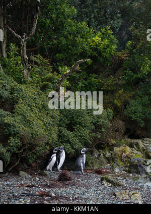 I pinguini di magellano vicino al loro allevamento colonia su un isola nel sud del Cile Foto Stock