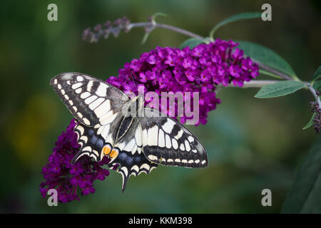 A coda di rondine, Schwalbenschwanz (Papilio machaon) Foto Stock