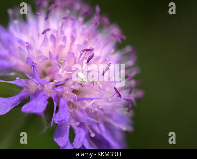 Giovani ragno granchio su knautia fiore Foto Stock