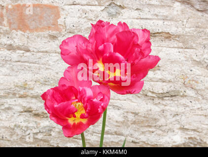 Rosso e giallo parrot tulip nel letto di fiori Foto Stock