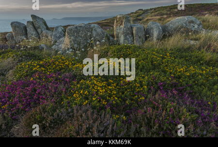 Brughiera costiere intorno all antico confine di pietra al Land's End, Cornwall. Foto Stock