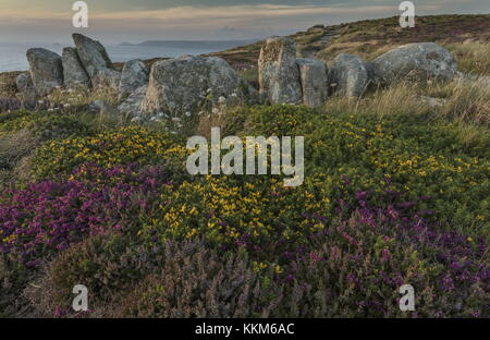 Brughiera costiere intorno all antico confine di pietra al Land's End, Cornwall. Foto Stock