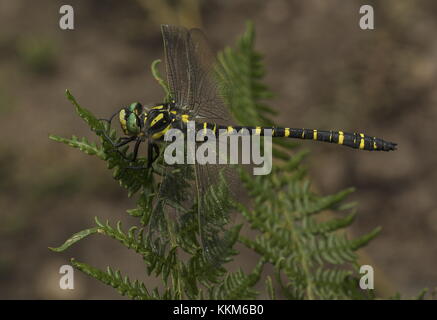 Golden maschio-inanellati dragonfly, Cordulegaster boltonii, appollaiato su bracken, Dartmoor. Foto Stock