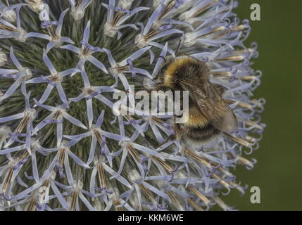 Lavoratore buff-tailed bumblebee, Bombus terrestris, alimentando sul globo terrestre thistle in giardino. Foto Stock