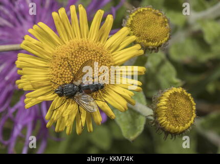 Un tachinid fly, Eriothrix rufomaculata su fleabane comune. Endoparasite di tarma bruchi. Foto Stock