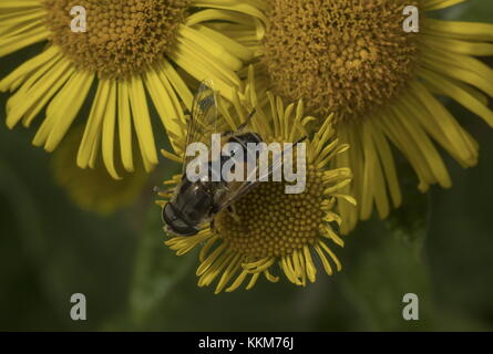 Pianura-di fronte dronefly, Eristalis arbustorum su erba tossica. Foto Stock