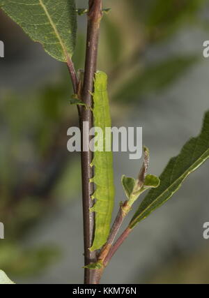 Caterpillar del Herald moth, Scoliopteryx libatrix, su willow bush. Foto Stock