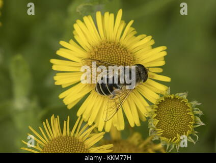 Drone femmina-fly, Eristalis tenax, dronefly, su fleabane comune. Foto Stock