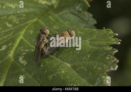 Accoppiamento cluster comune vola, Pollenia rudis, sulla foglia. Parassiti delle larve di lombrichi. Foto Stock