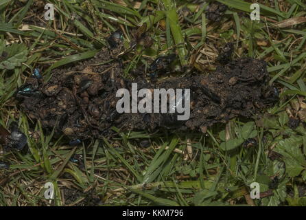 Red Fox caduta, piena di beetle ala-casi; sulla brughiera, Dorset. Foto Stock