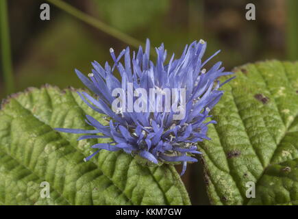 Pecora scabious bit, Jasione montana, in fiore, tarda estate, Anglesey. Foto Stock