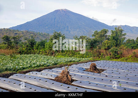 Mount rinjani / gunung rinjani, vulcano attivo e un campo crescente di verdure a Sembalun Lawang, West Nusa Tenggara sull'Isola di Lombok, INDONESIA Foto Stock