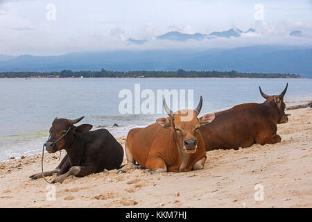 Vacche sulla spiaggia di gili meno, una delle isole Gili con l'isola lombok in background, INDONESIA Foto Stock