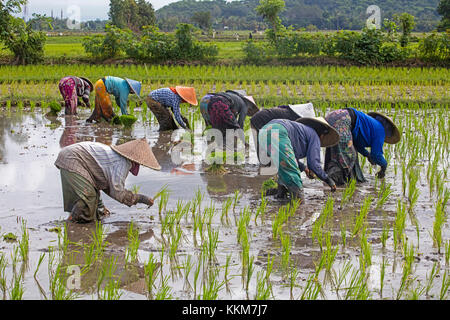 Lavoratrici indonesiane con tradizionali cappelli conici / tappeti che piantano riso in risaie sull'isola di Lombok, Indonesia Foto Stock