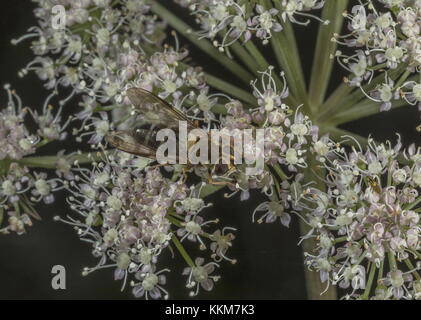 Un hoverfly, Leucozona glaucia, sui fiori umbellifer, nei boschi, il Galles del nord. Foto Stock