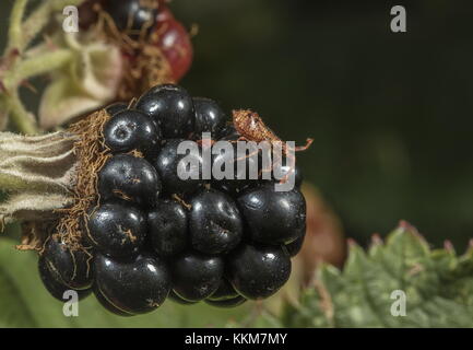 Giovane ninfa di Dock Bug, Coreus marginatus alimentazione su blackberry. Foto Stock