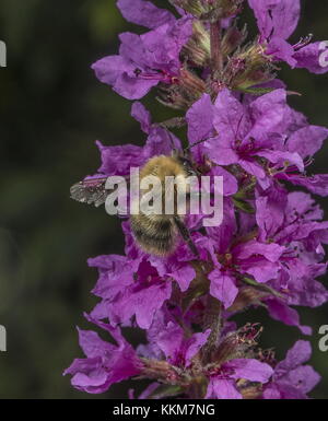 Lavoratore carda comune Bumblebee, Bombus pascuorum, alimentando il purple loosestrife. Foto Stock
