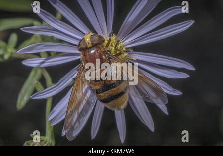 hornet Hoverfly, Volucella zonaria, sulla margherita Michaelmas in giardino. Foto Stock