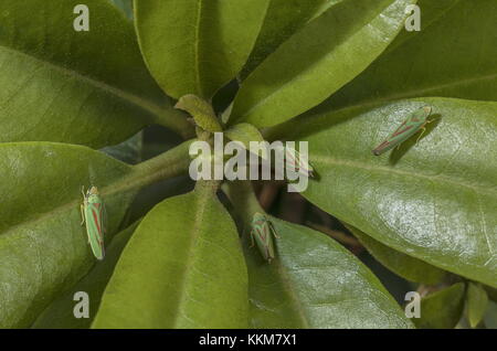 Tramoggia di Rhododendron, Graphocephala fennahi sulle foglie di Rhododendron. Foto Stock