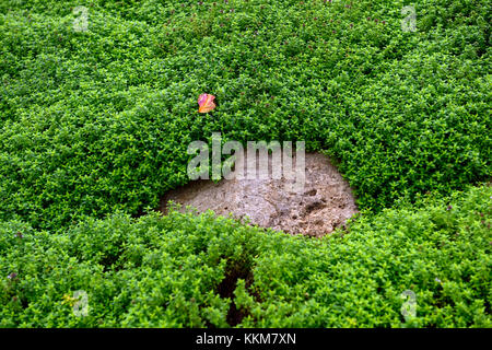 Thymus citriodorus aureus,creeping golden timo,bassa crescita perenne,groundcovwer,soffocare,coperta,impianto,piante, erbe erbe,,RM Floral Foto Stock