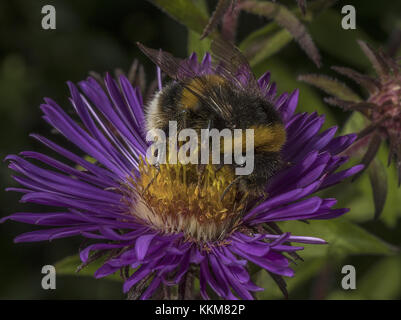 Bumble-bee dalla coda bianca, Bombus lucorum, visita al giardino Michaelmas Daisy, Dorset. Foto Stock