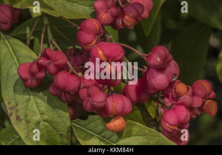 Fuso comune, Euonymus europaeus, in frutta in autunno. Foto Stock