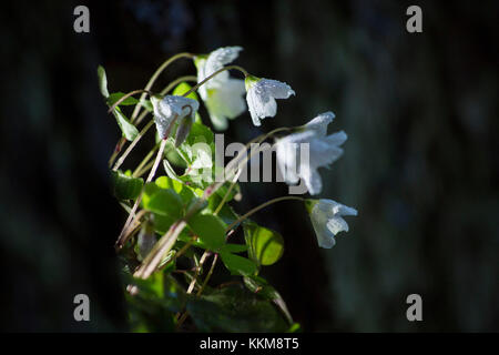 Il legno di anemoni, Anemone nemorosa , Foto Stock