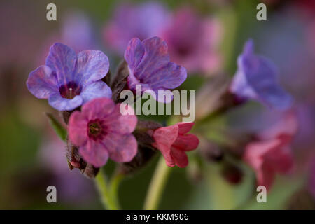 Lungwort, fiorisce, close-up, pulmonaria Foto Stock