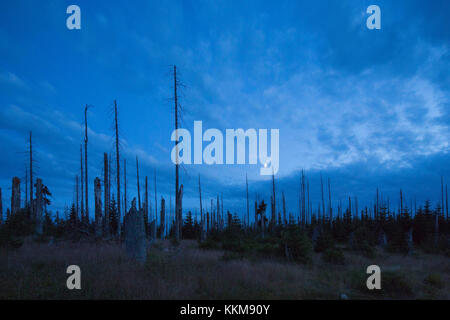 Albero morto all'lusen al crepuscolo, foresta bavarese, Baviera, Germania Foto Stock