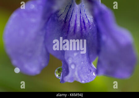 Fune sul fiore viola, viola, close-up Foto Stock