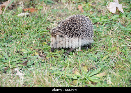 Un riccio rovistando in un cimitero Foto Stock