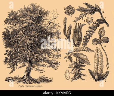 Questa immagine mostra un estratto del dizionario enciclopedico Brockhaus ed Efron, un significativo lavoro di riferimento storico. Il volume mette in evidenza la ricchezza della conoscenza compilata in questa enciclopedia. Foto Stock