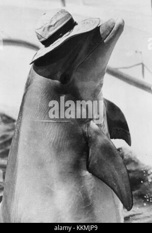 Flipper (1969) è una popolare serie televisiva americana incentrata su un delfino tursiope. Lo spettacolo raffigurava le avventure del delfino, Flipper, mentre aiutava un ranger del parco a risolvere vari problemi. Foto Stock