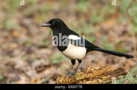 Una magnifica Magpie (Pica pica) appollaiata su un ceppo a caccia di cibo. Foto Stock
