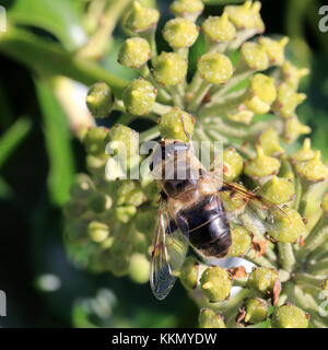 Hoverfly (eristalis tenax) su Ivy, Cornwall, Inghilterra, Regno Unito. Foto Stock