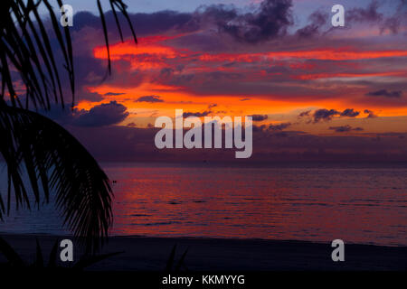 Silhouette di una Palma nel tramonto alle Maldive. La Palma è situato nella parte anteriore del telaio. Vi è un sorprendente contrasti di toni con Foto Stock